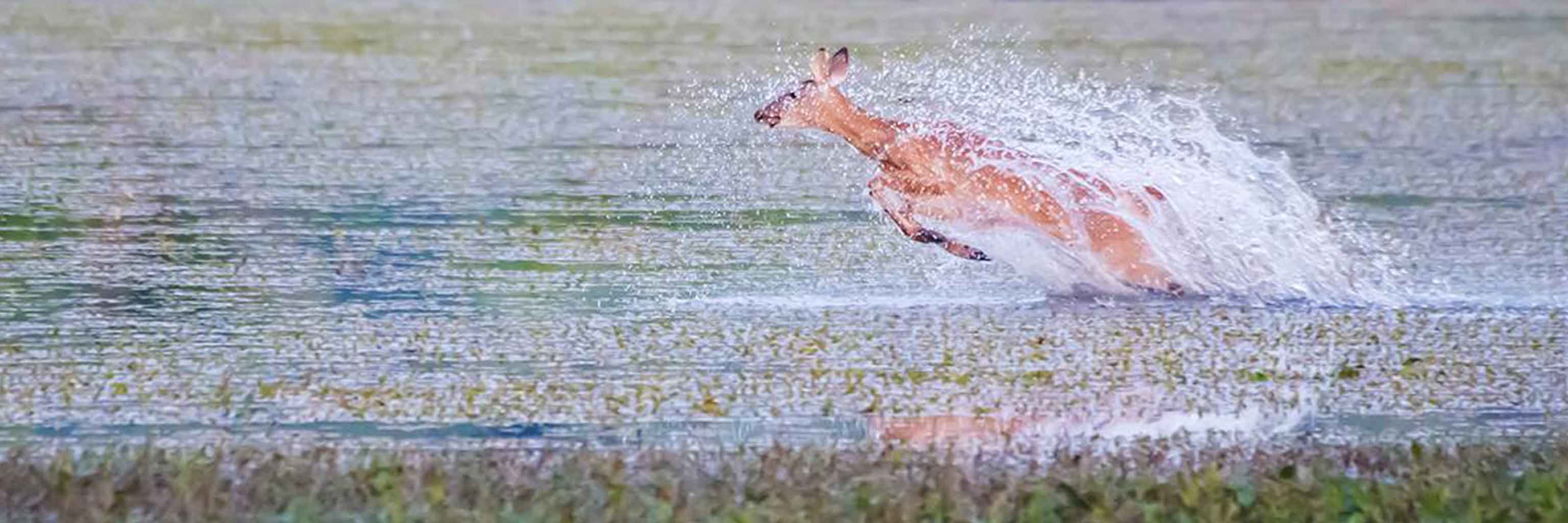 Deer splashing in a pond