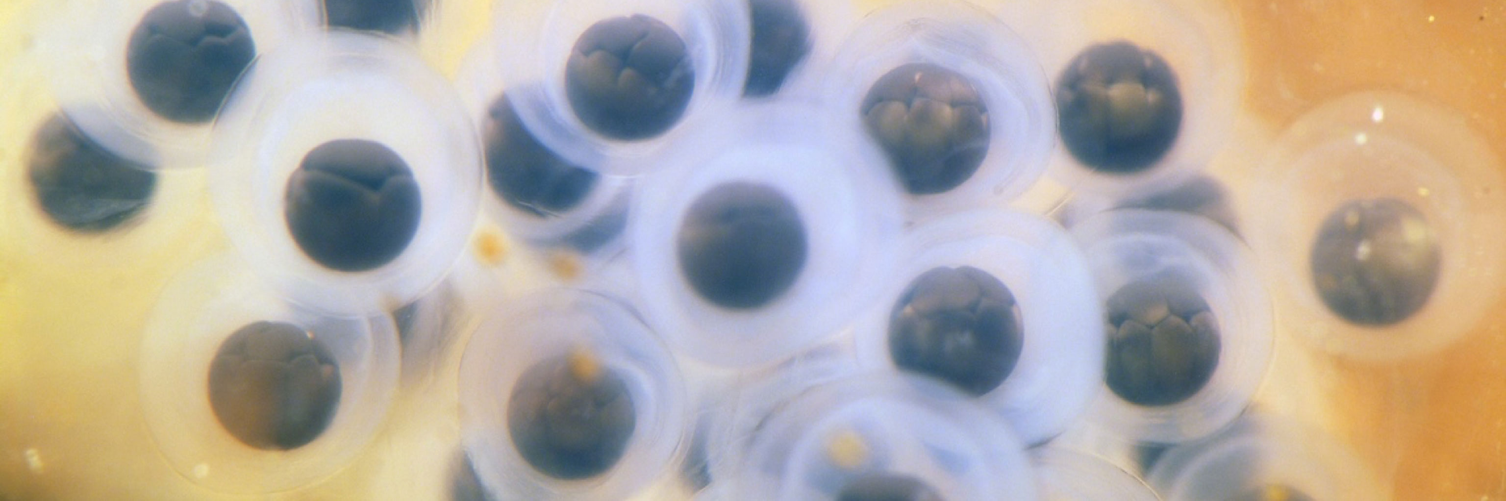 Spotted salamander cells