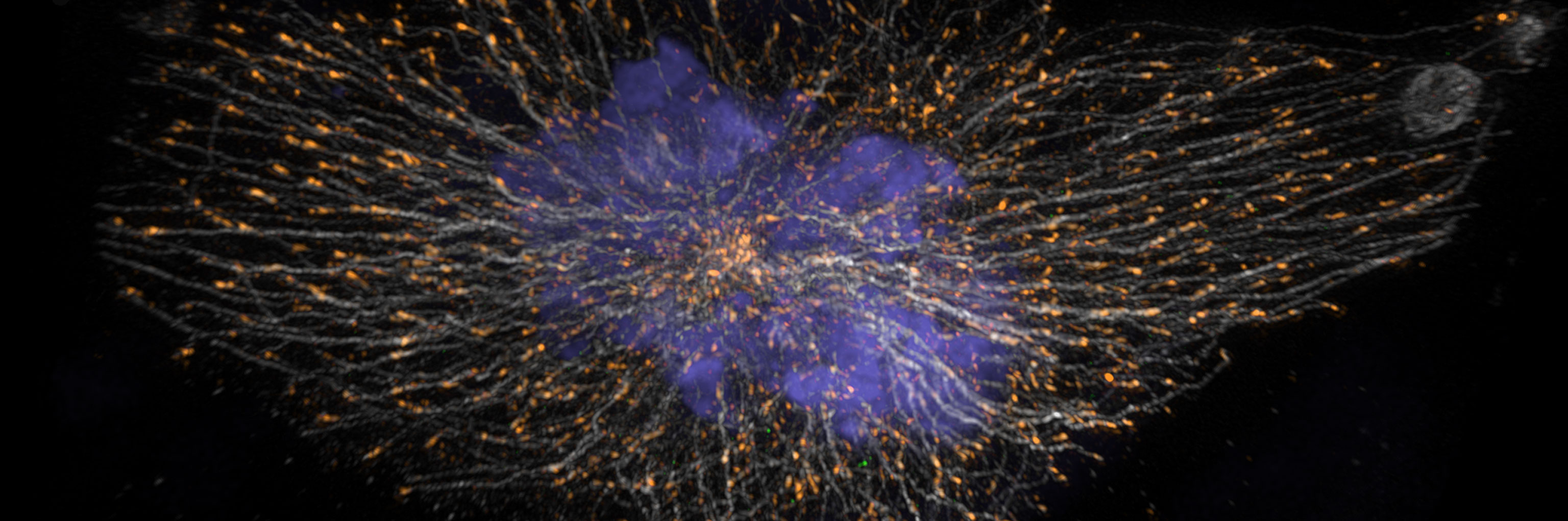 A picture of a cell that resembles a firework.