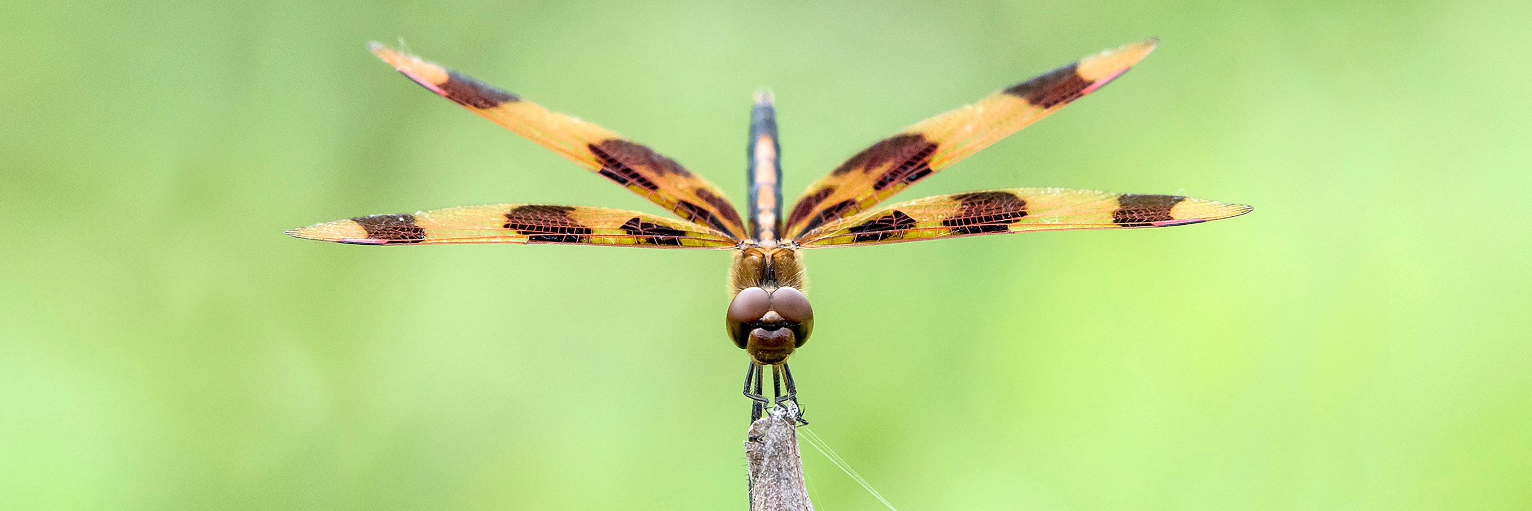 A picture of a dragonfly landing on a leaf.