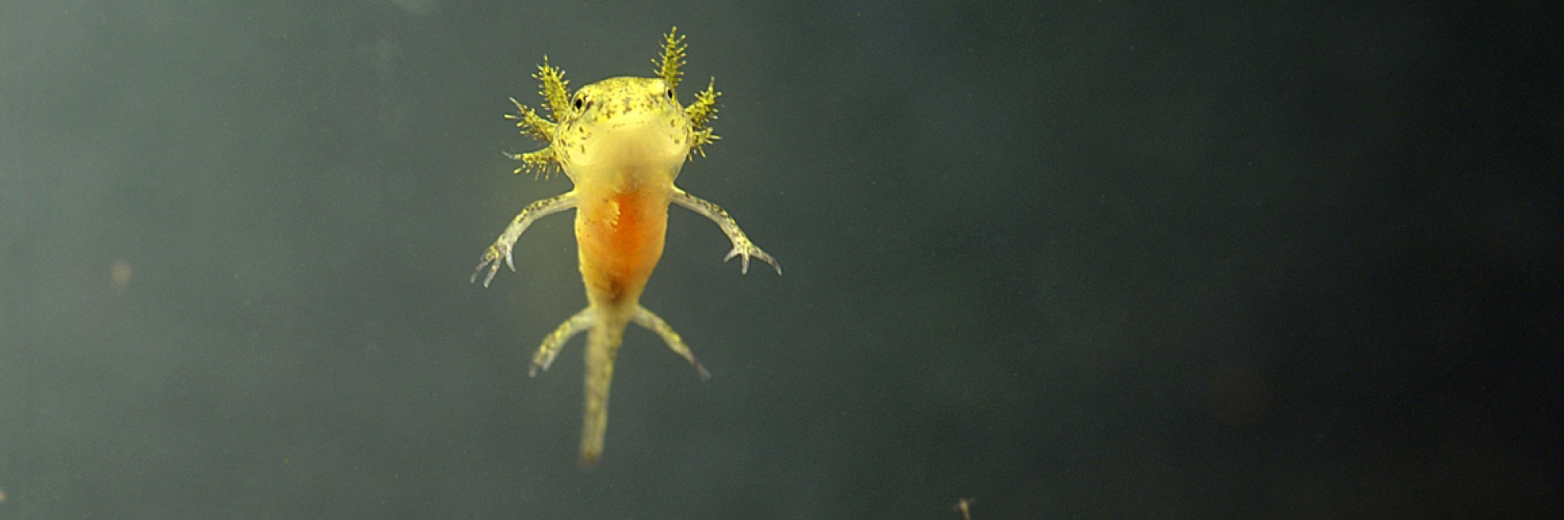 Yellow spotted salamander floating in water.