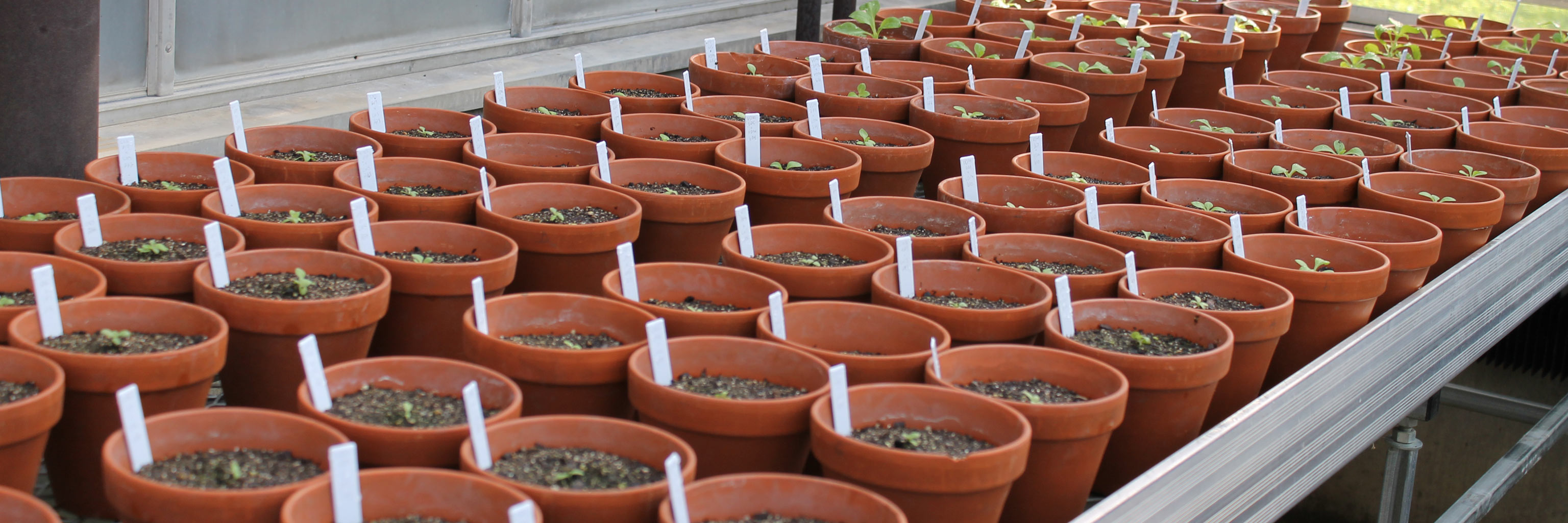 rows of potted plants