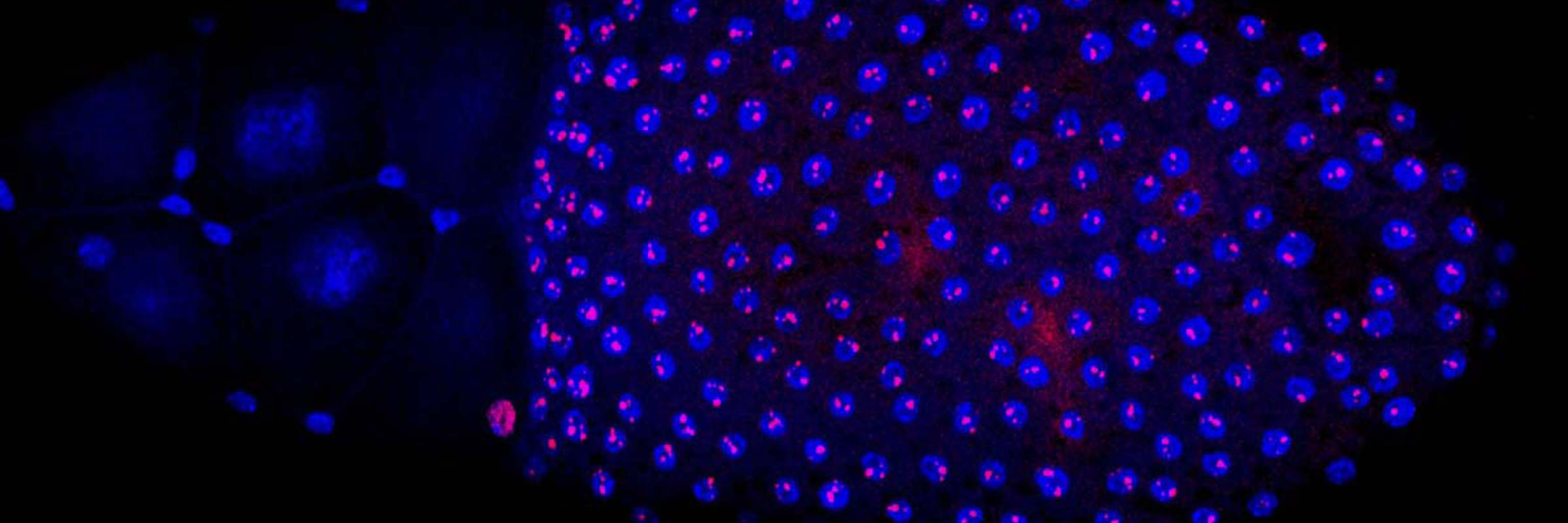 chromatin illustration