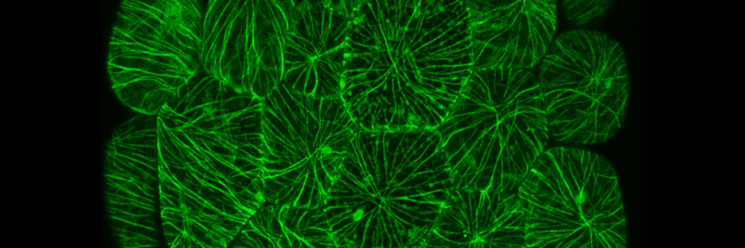 plant cell illustration