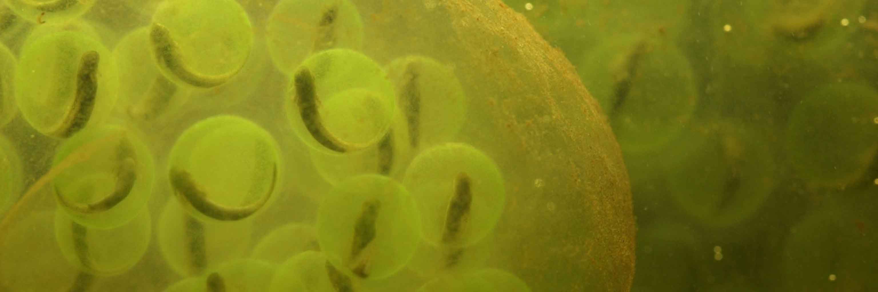 green salamander eggs