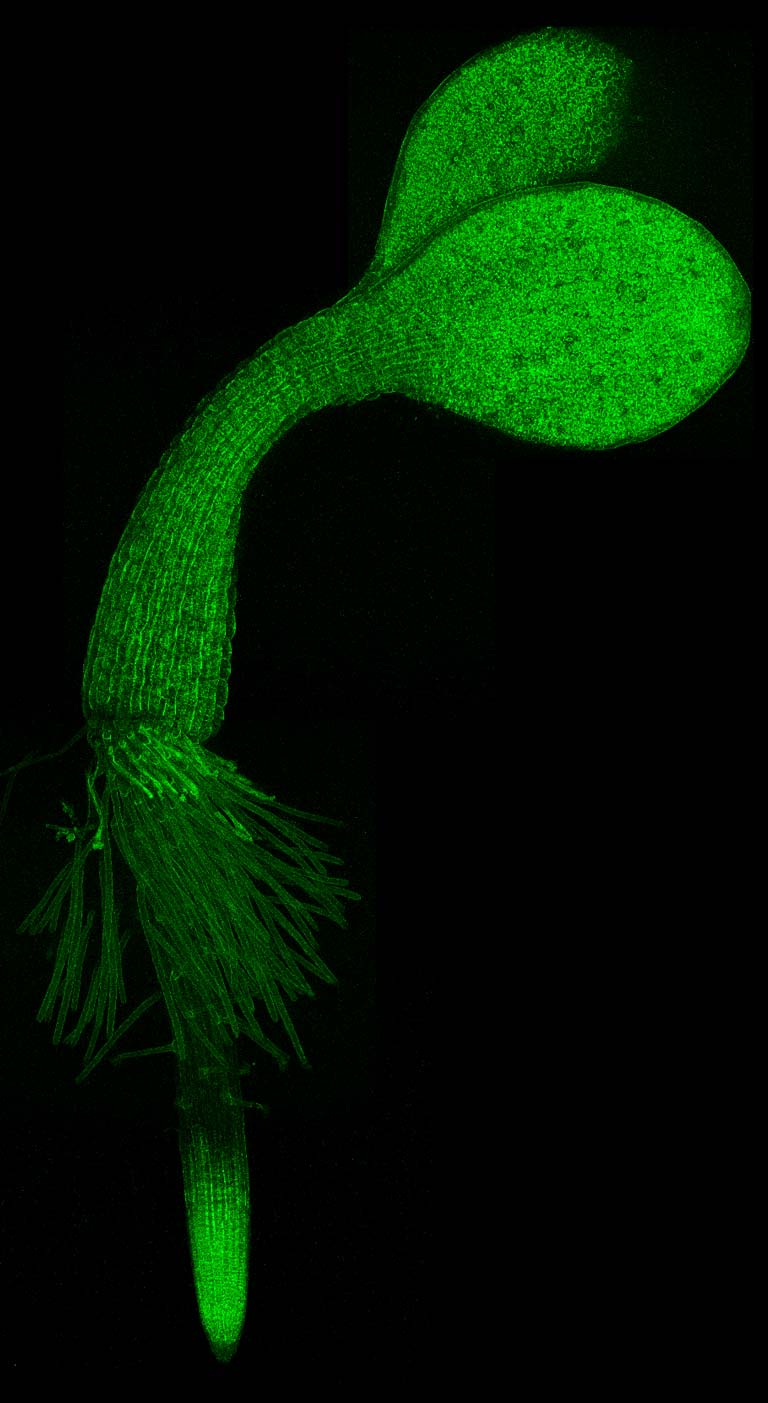 plant molecular illustration