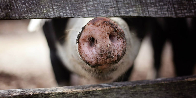 The snout of a pig poking through a barnyard fence.