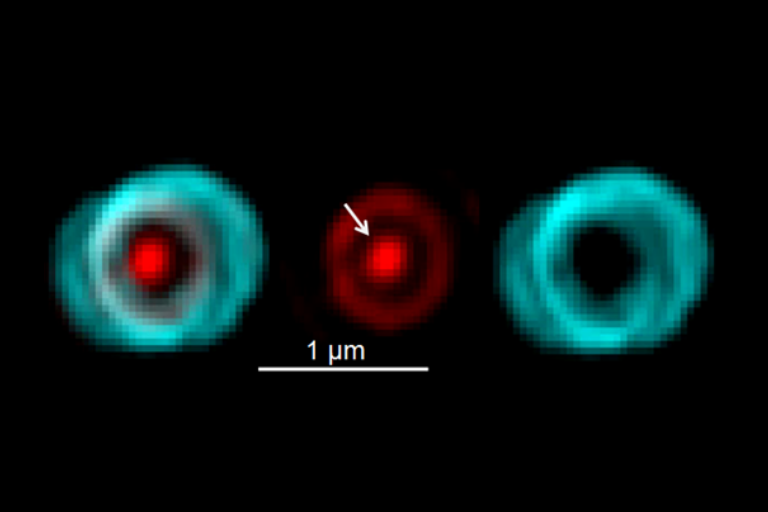 Saturn-like red patterns result from the separation of the PG synthesis machines in Streptococcus pneumoniae cells.