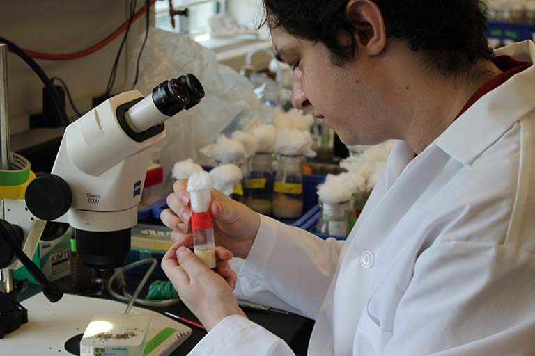 Ethan Golditch examines a vial of fruit flies (Drosophila melanogaster) for any signs of decay, overgrowth, infection, or general unhealth.