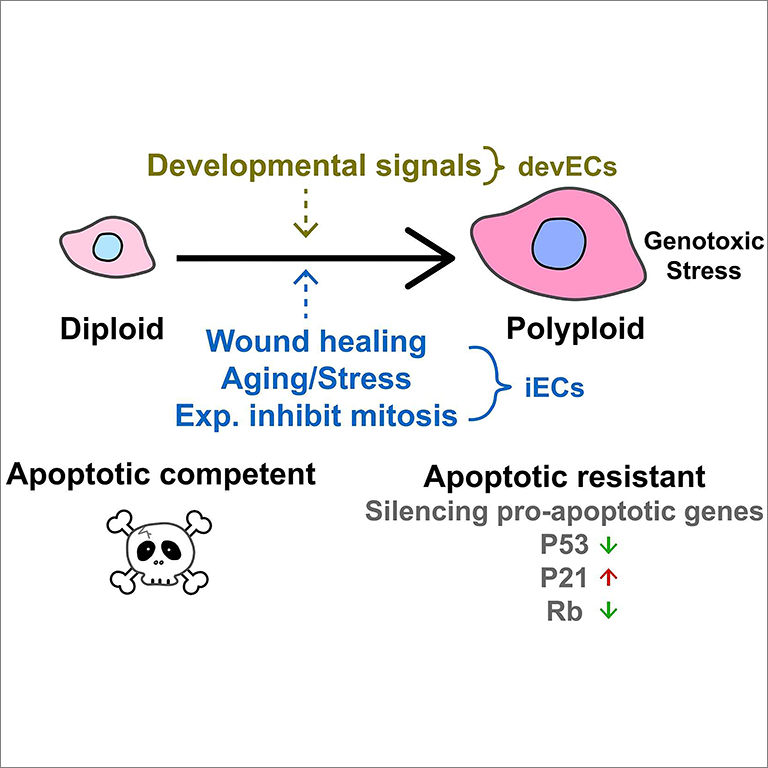 Graphic demonstrating the antagonistic relationship between apoptosis and polyploidy in development and cancer.