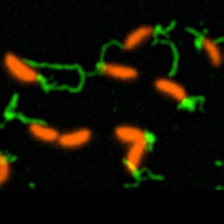 This image shows pili (green) in cells from the bacterium Caulobacter crescentus (orange). IU scientists used a florescent maleimide molecule to stain pilin proteins that contained a cysteine molecule, which was introduced in place of one of the pilis' amino acids.