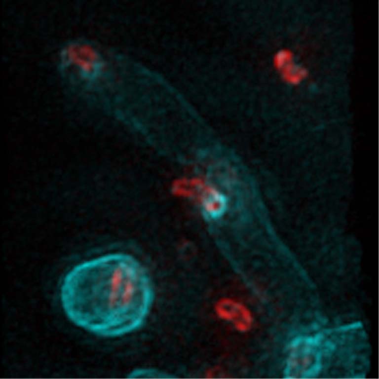 Red FDAA-labelled predatory Bdellovibrio bacteria invade initially unlabelled rod-shaped E coli bacteria making a blue FDAA labelled reinforced porthole in their cell wall on a tiny scale. The red Bdellovibrio invade the E coli through this porthole and while doing so round them up and apply blue FDAAs 'fresco-like' around the now spherical E coli wall, reinforcing it.