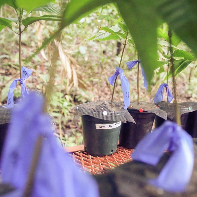 Experimental setup: Exposing cacao tree seedlings to leaf litter from healthy cacao adults significantly reduced seedling pathogen damage – an effect attributable to the microbiota transferred from the litter to the seedlings.