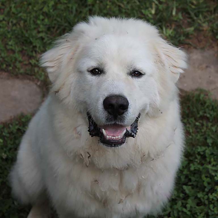 Friendly Great Pyrenees dog.