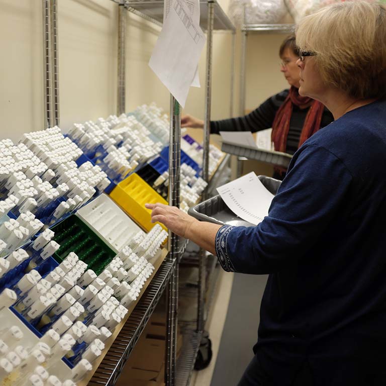 IU Drosophila Stock Center workers prepare genetically modified fruit flies samples in Jordan Hall for shipment to research labs across the globe. Photo by Eric Rudd, IU Communications