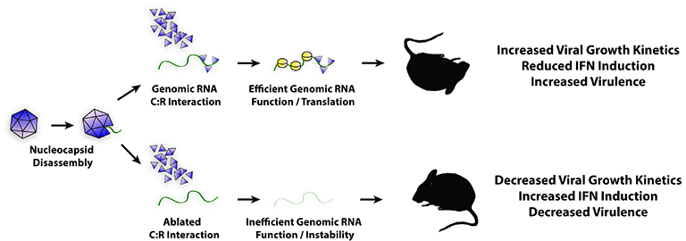 Figure demonstrating nucleocapsid disassembly--splitting into two alternatives:  1. Genomic RNA C:R Interaction TO Efficient Genomic RNA Function/Translation TO Increased viral growth kinetics, reduced IFN induction, increased virulence.  2. Ablated C:R Interaction TO Inefficient Genomic RNA Function/Instability TO  Decreased viral growth kinetics, increased IFN induction, decreased virulence.