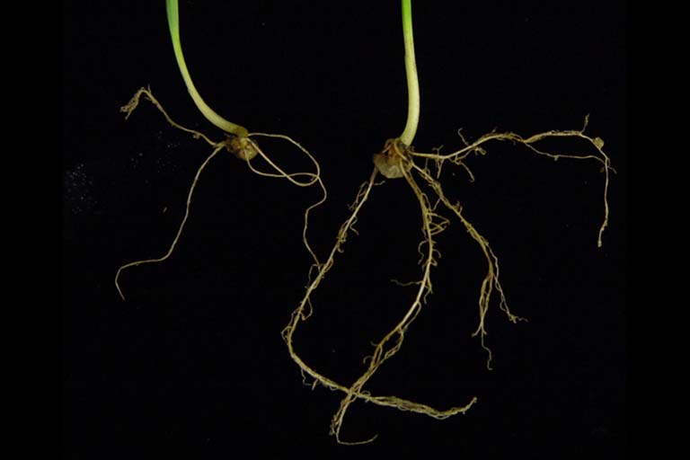 Root growth. The plant on the right with more roots was inoculated with Azospirillum brasilense while the plant on the left was not inoculated. 