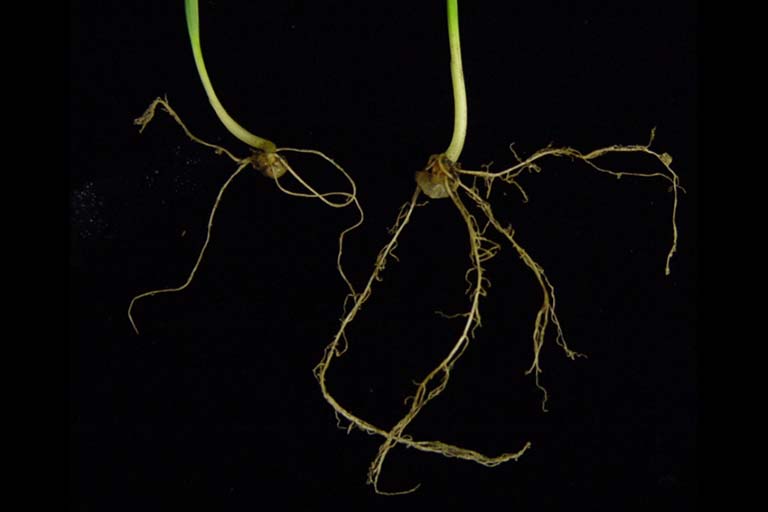 Root growth. The plant on the right with more roots was inoculated with Azospirillum brasilense while the plant on the left was not inoculated. 