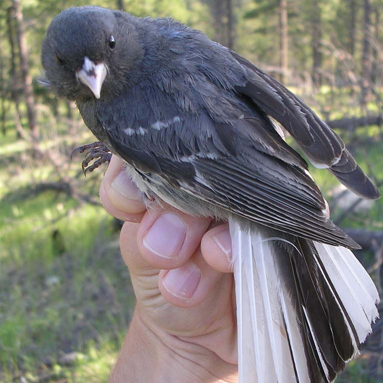 Dark-eyed Junco.