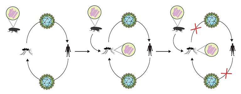 Diagram demonstrating the transmission of Wolbachia bacteria from fruit flies to mosquitoes which in turn appears to block the transmission of viruses to humans.