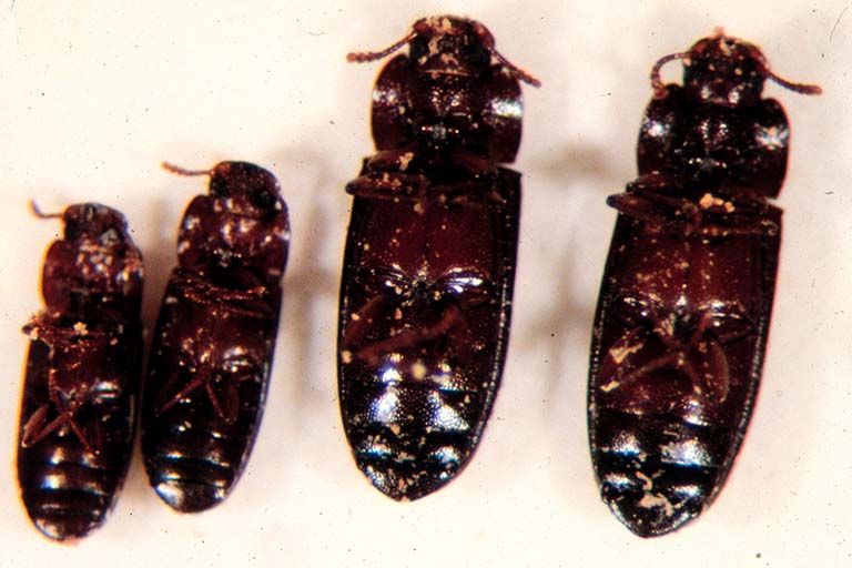 four varieties of the flour beetle Tribolium castaneum