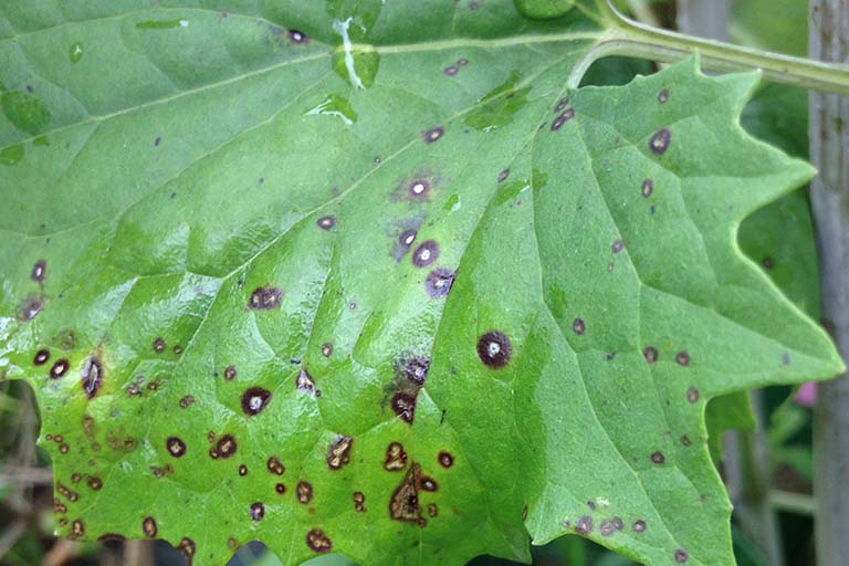 A leaf from the plant species Cacalia atriplicifolia (Tall Indian Plantain) showing disease symptoms from a leaf pathogen.