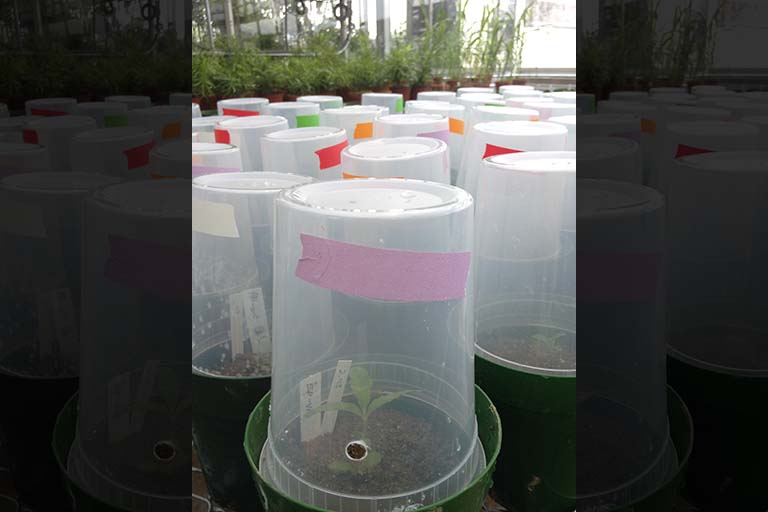 Humidity chambers used to enclose plants while manipulating the phyllosphere.