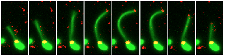 This time-lapse image series shows a bacterial pilus extending and retracting.