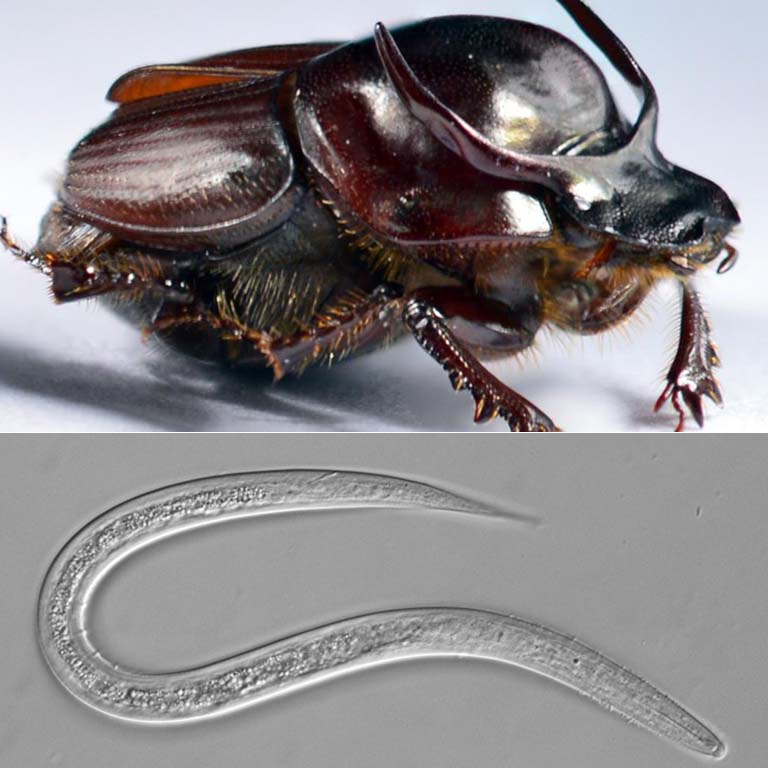 A taurus scarab (dung beetle), top, and a Diplogastrellus nematode, bottom.