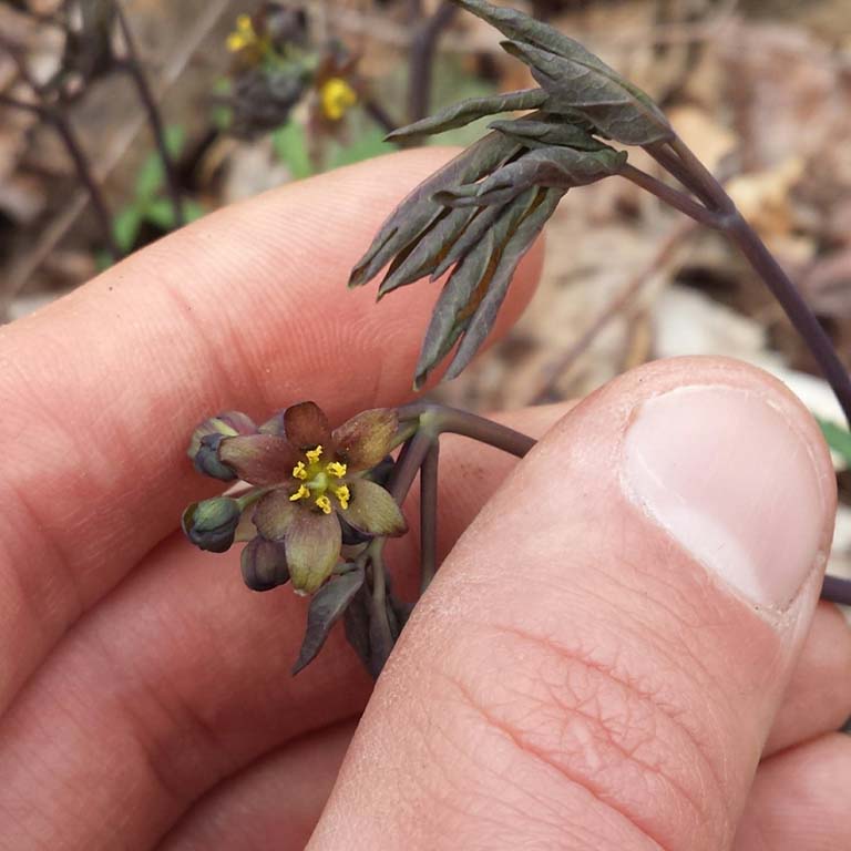 Giant blue cohosh (Caulophyllum giganteum) photographed by Daniel Layton in Martin State Forest in Indiana in early April 2018.