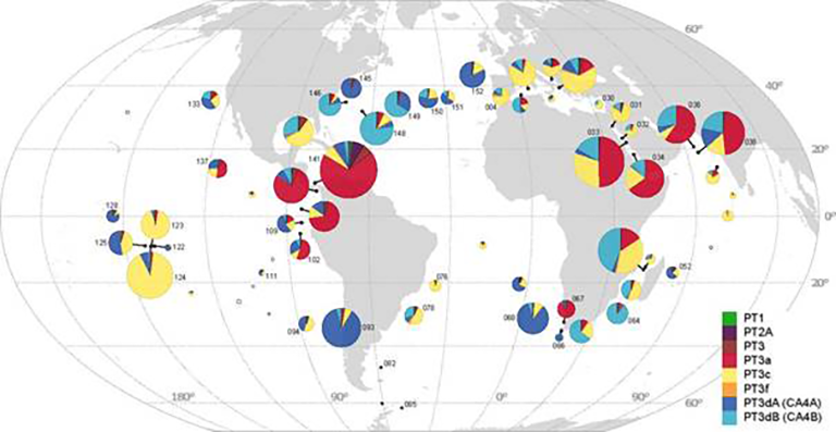 Distribution of Synechococcus cyanobacteria pigment types along the transect of the Tara Oceans expedition. © PNAS Grébert et al. (2018) – CNRS/Sorbonne Université