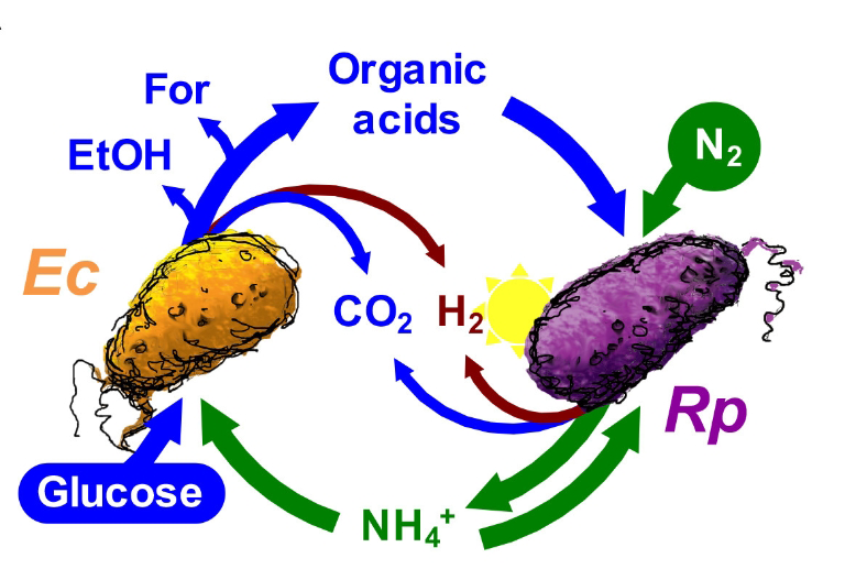 Drawing by McKinlay depicting nutrient exchange among bacteria.