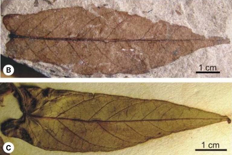 Fossilized leaf compared to current sweet potato leaf; the two look very similar.