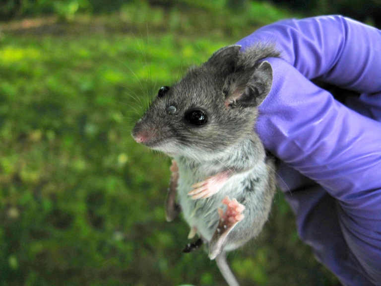 A tick is embedded on the face of a mouse being held by a researcher.