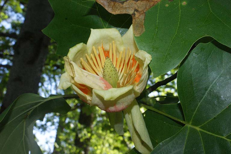 Tulip tree flower.