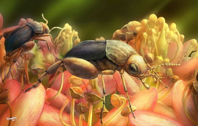 Artist's rendering of Angimordella burmitina, a new beetle species recently discovered encased in amber, feeding on eudicot flowers.