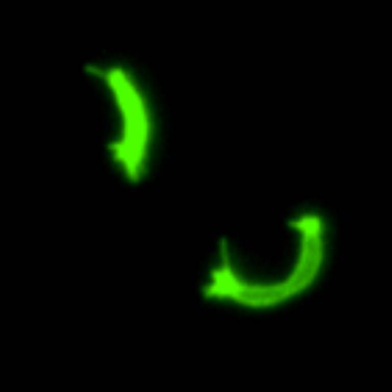 Two hyperpiliated Caulobacter crescentus cells extending and retracting multiple pili.