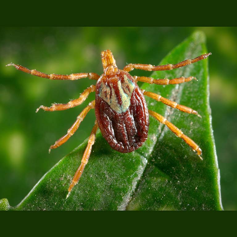 Gulf Coast Tick.