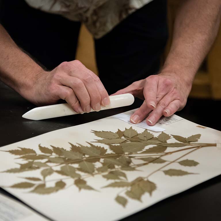 A preserved plant specimen at the IU Herbarium is prepared for digitization.