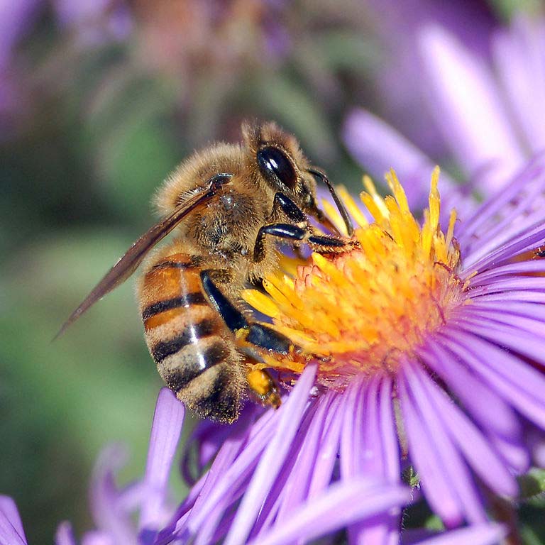 European honey bee (Apis mellifera) extracts nectar from an aster flower.