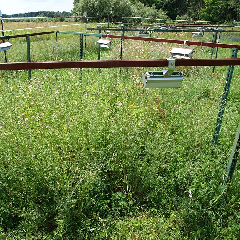 Experimental plots in meadow with metal fencing supporting the hanging infrared warming devices.