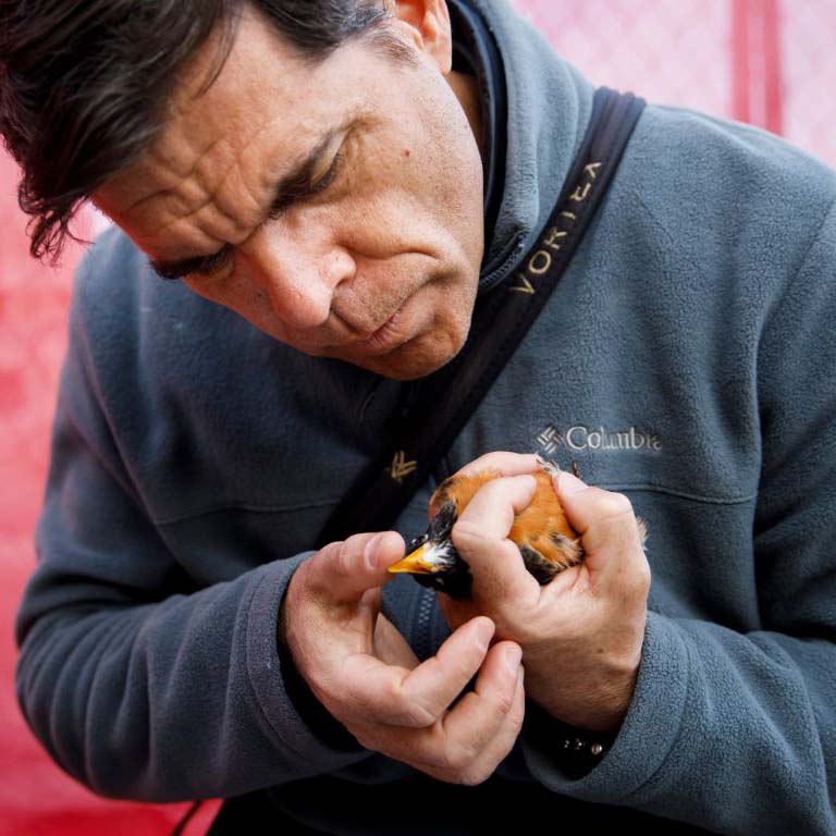 Alex Jahn outfits an American Robin with a GPS tracker to study its migration patterns.