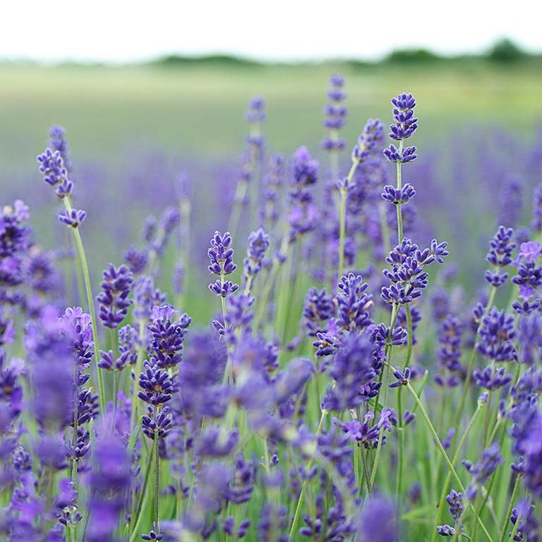 Field of lavender in bloom.