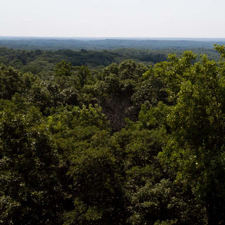 Panoramic view of Lilly-Dickey Woods, a hardwoods forest in Brown County, Indiana.