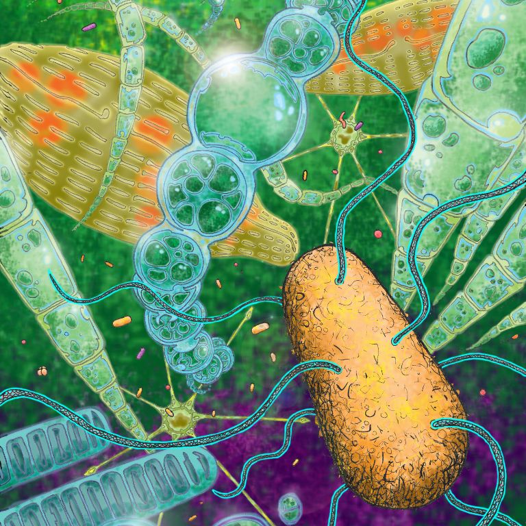 One of Associate Professor Jake McKinlay's art pieces used to teach his undergraduate course on microbial physiology.  This one demonstrates flagella unfurling as E. coli enter the oxygen-rich zone of a microbial mat, inhabited by algae and cyanobacteria, as purple bacteria harvest the dim light in the anoxic zone below.