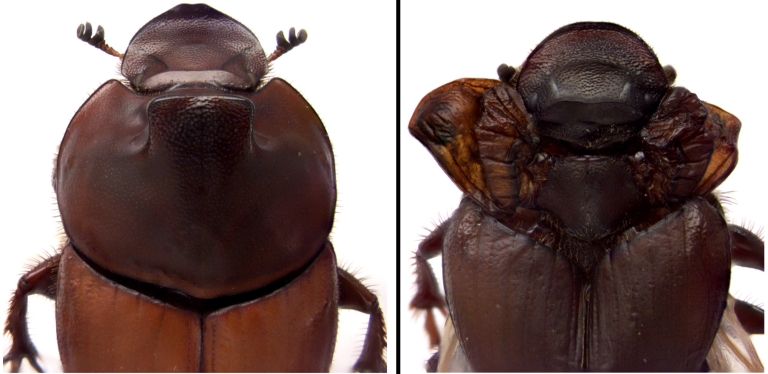 The left image shows thoracic horns in a typical dung beetle. The right image shows the effect of reducing the expression of a gene in the wing gene network in beetles, which transforms thoracic horns into a third set of wings.