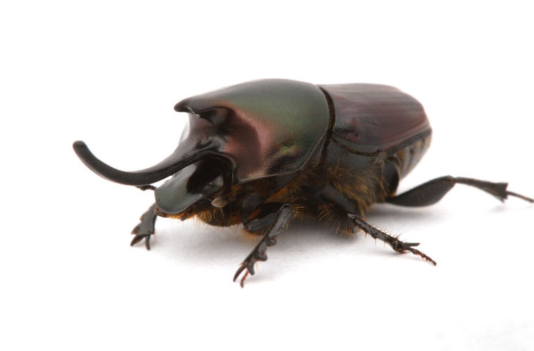 Dung beetle.