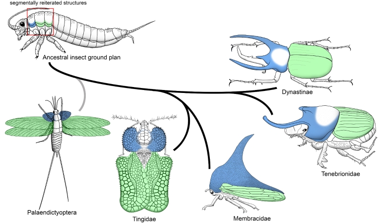 An illustration of the evolutionary origin of horns and wings, from arthropods to insects. The second and third thoracic sections, in green, evolved into the fore and hind wings of modern insects, respectively. By contrast, the first thoracic segment, in blue, facilitated the evolution of diverse innovations, such as horns in the scarab beetle family, which include dung beetles.