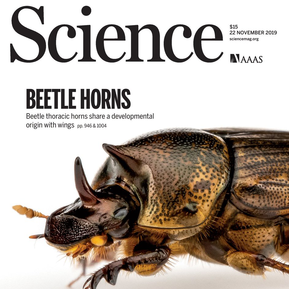 Cover of Nov. 22, 2019, Science journal, featuring Beetle Horns article and photo from Moczek Lab.