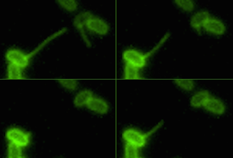 Clockwise: A bacterium retracts its pili, reeling in a piece of DNA in the environment.